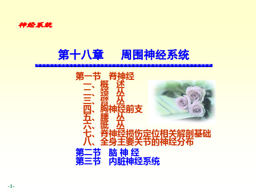 局部解刨(全)—脊神经