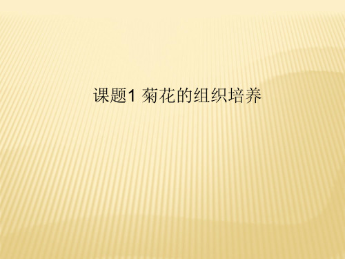 高二生物(选修1)同步课件： 菊花的组织培养(共19张)(共19张PPT)