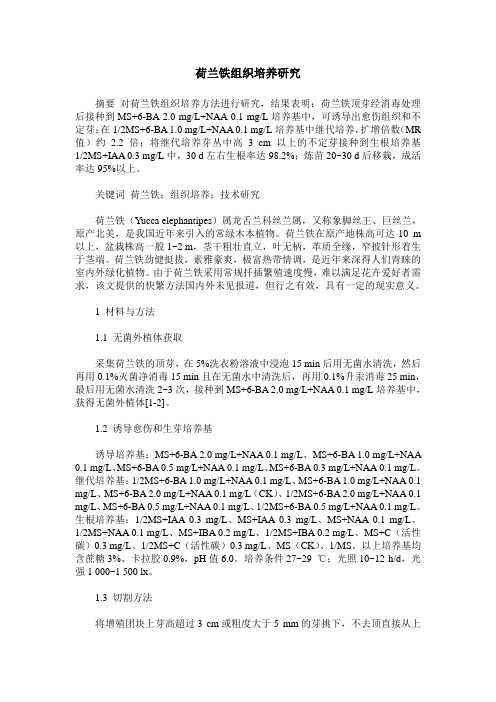 荷兰铁组织培养研究