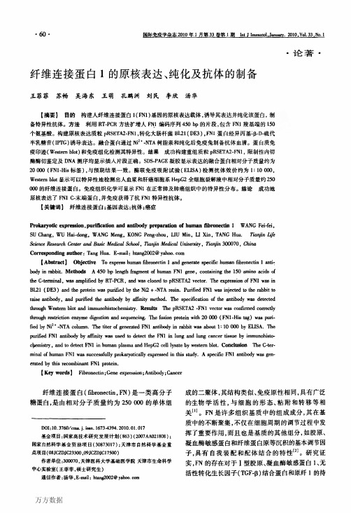 纤维连接蛋白1的原核表达、纯化及抗体的制备