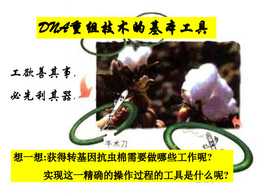 DNA重组技术的基本工具