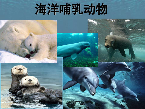 海洋哺乳动物介绍精品PPT课件