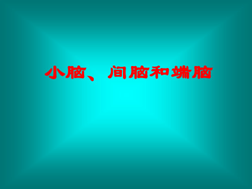 4小脑、间脑和端脑