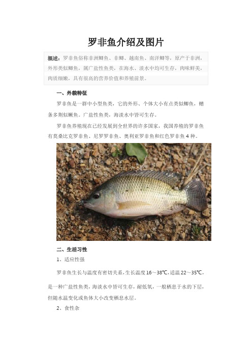 罗非鱼介绍及图片