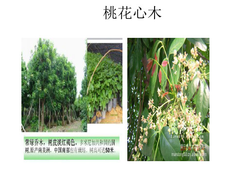 4《桃花心木》教学课件