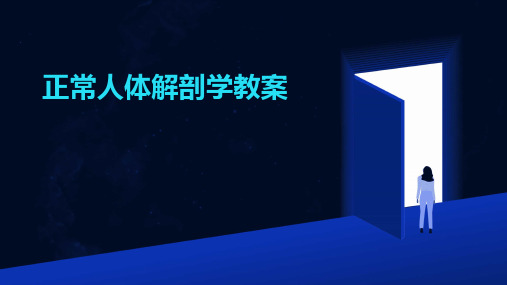 2024版正常人体解剖学教案