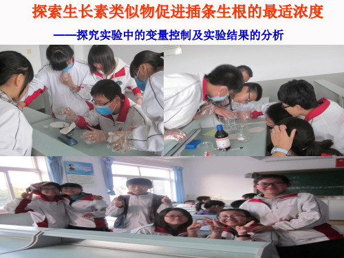 人教版高中生物《探索生长素类似物促进插条生根的最适浓度》精品课件