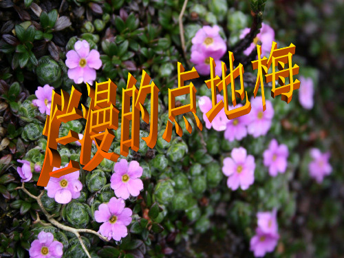 六年级上册语文课件-3.9 烂漫的点地梅｜西师大版 (共13张PPT)(1)