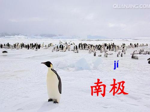 2019年一年级下册语文课件-15南极的主人｜苏教版() 共27张PPT语文