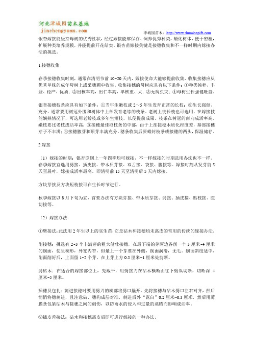 银杏嫁接技术介绍