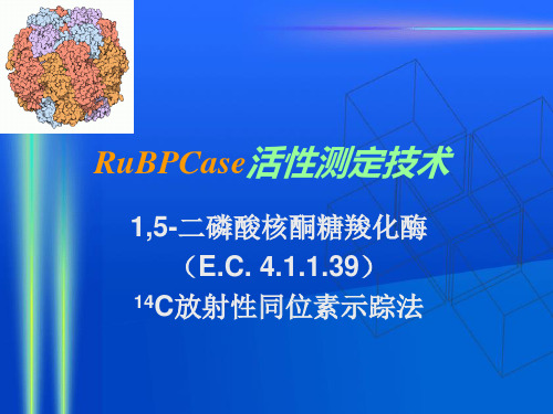 研究生实验 - RuBPCase活性测定技术