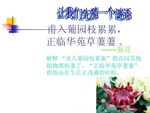 G1唐诗宋词中的菊花