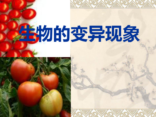 《生物的变异现象》标准课件ppt【苏教版】1