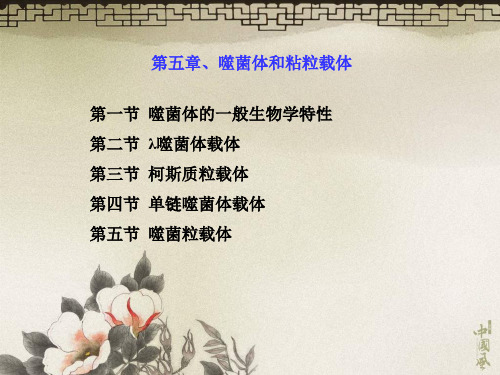 第五章、噬菌体和粘粒载体