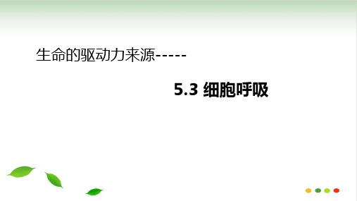 人教版高中生物必修细胞呼吸课件PPTPPT