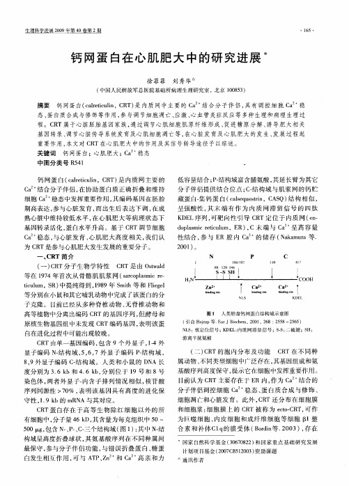 钙网蛋白在心肌肥大中的研究进展