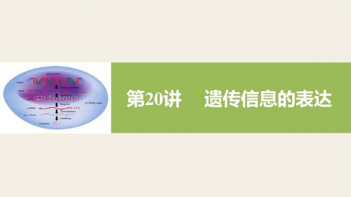 高考生物(浙科版)总复习 第五单元 第20讲 遗传信息的表达