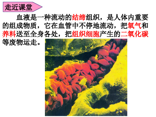 冀少版生物七下2.2.2《物质运输的器官》经典教学课件(共43张PPT)