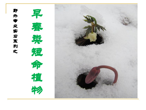 早春类短命植物实习课件