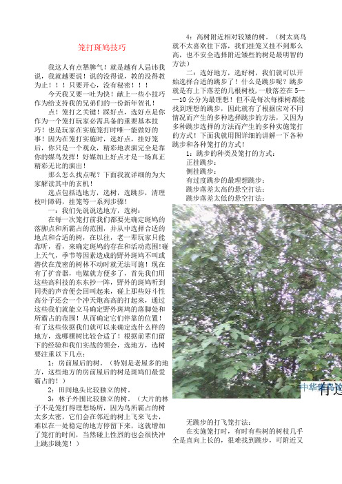 笼打斑鸠技巧