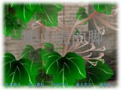 爬山虎课件