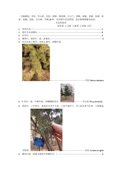 北京林业大学冬态检索表1