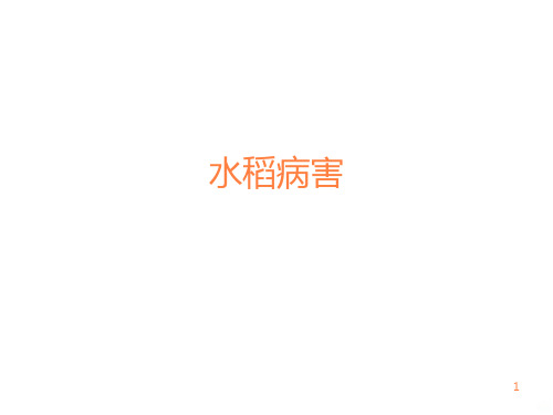 水稻病虫害PPT课件