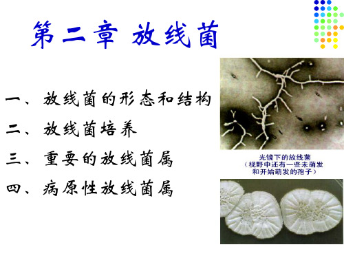 第二章  放线菌