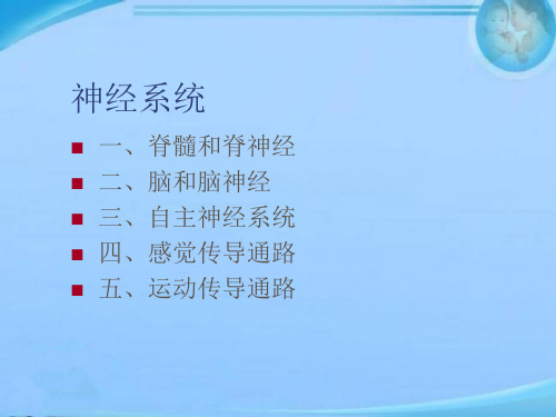 神经系统解剖学  ppt课件