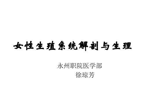 女性生殖系统解剖课件