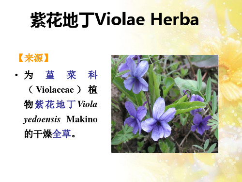 紫花地丁-中药鉴定
