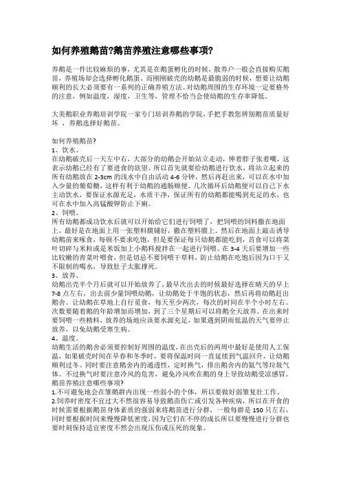 如何养殖鹅苗