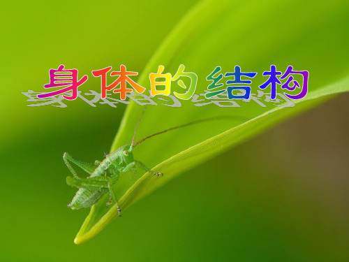 《身体的结构》我们的身体PPT课件3
