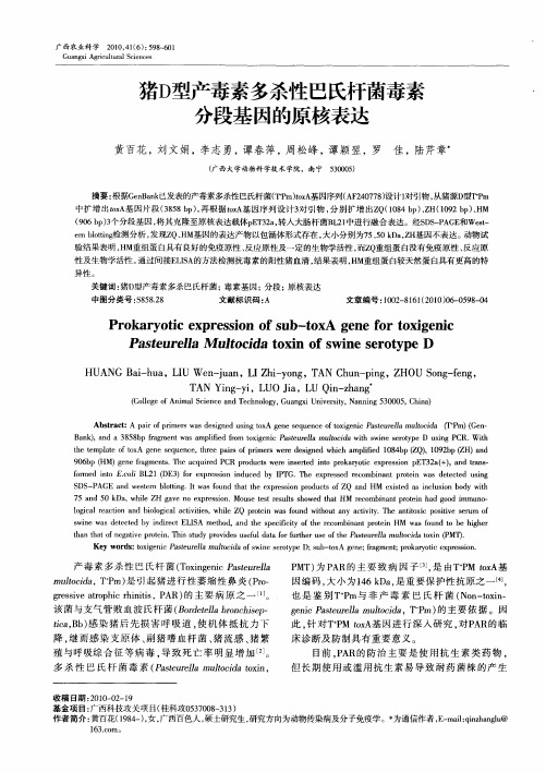 猪D型产毒素多杀性巴氏杆菌毒素分段基因的原核表达