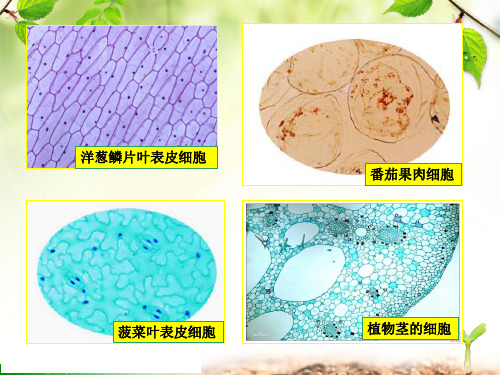 冀少版生物七年级上册第二单元第一节细胞的结构 课件