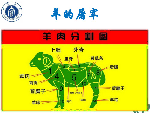 羊屠宰试验