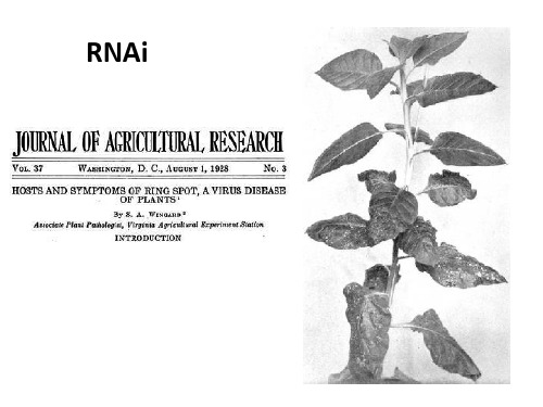 RNAi 概述