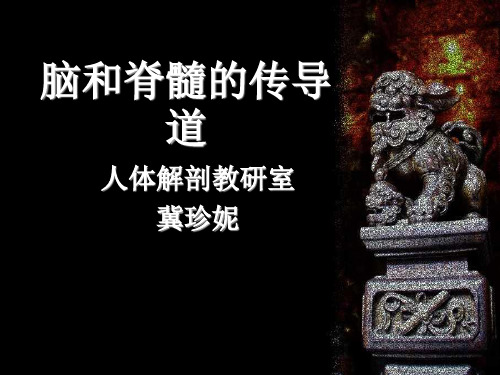 解剖课件之传导道