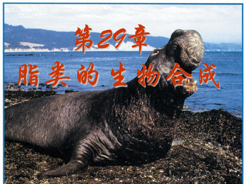 脂肪酸的代谢2