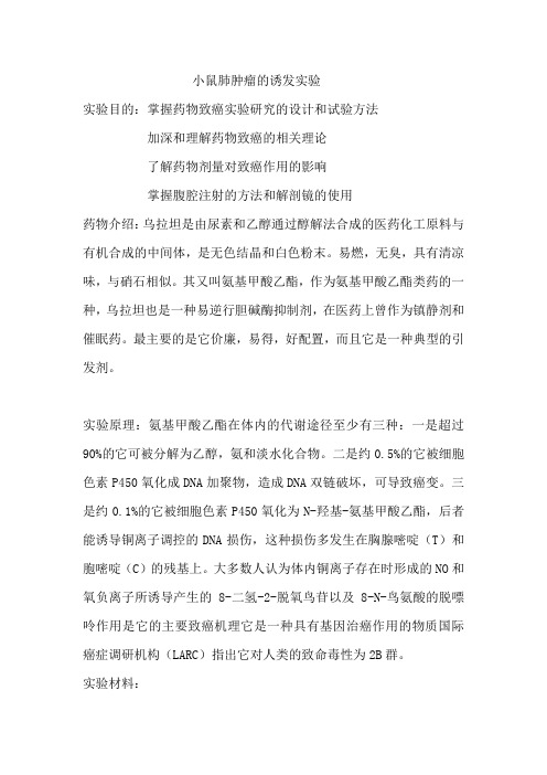 小鼠肺肿瘤的诱发实验