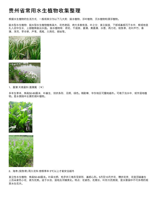 贵州省常用水生植物收集整理