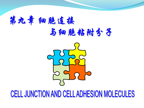 08细胞生物学第九章细胞连接