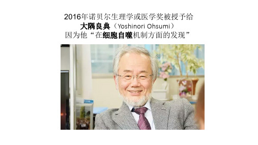 细胞自噬PPT幻灯片