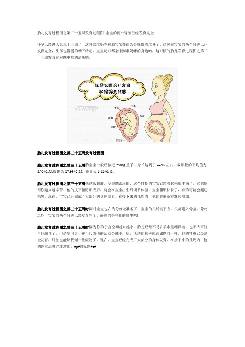胎儿发育过程图之第三十五周发育过程图