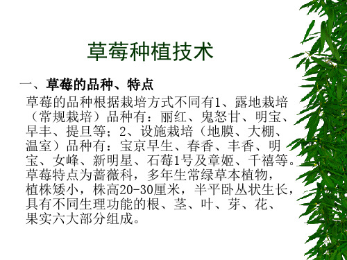 草莓生产技术要求