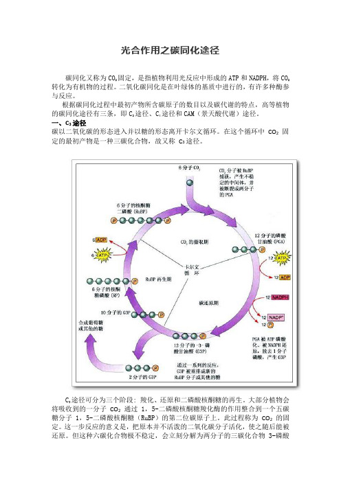 光合作用之碳同化途径