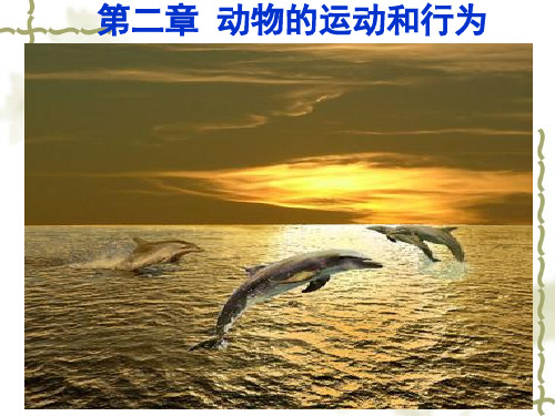初中生物《动物的运动》教学课件