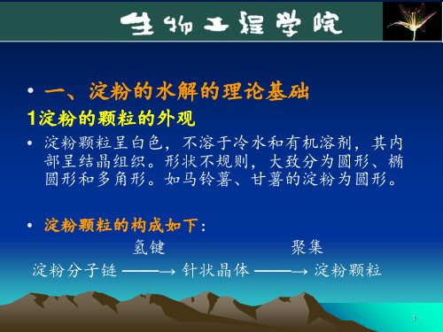 淀粉水解糖制备1-已看PPT课件
