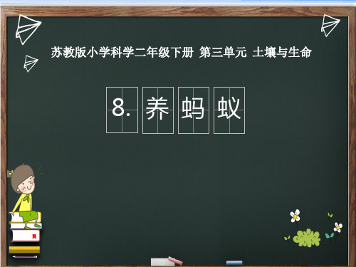 苏教版小学科学二年级下册8《养蚂蚁》课件