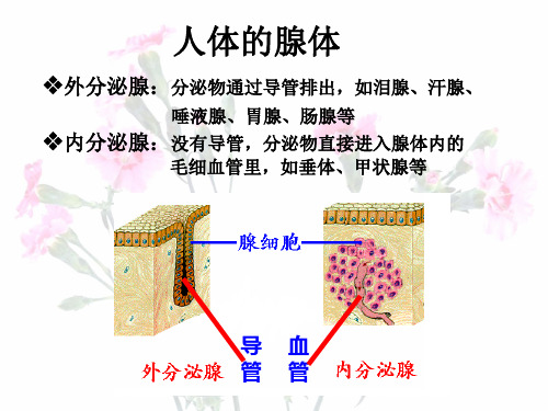 人体的腺体.